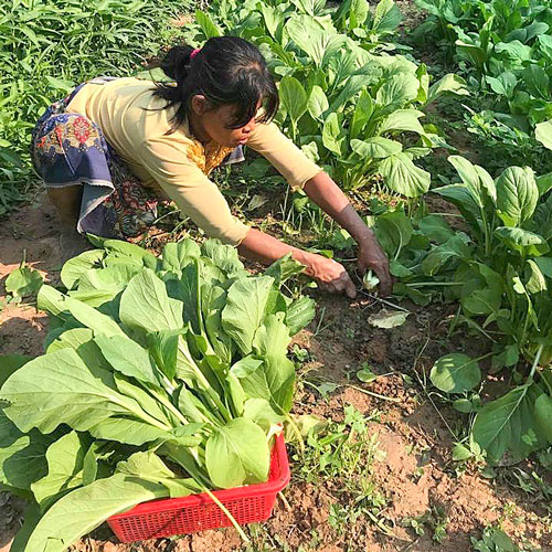 Vegetable Seeds - $20
